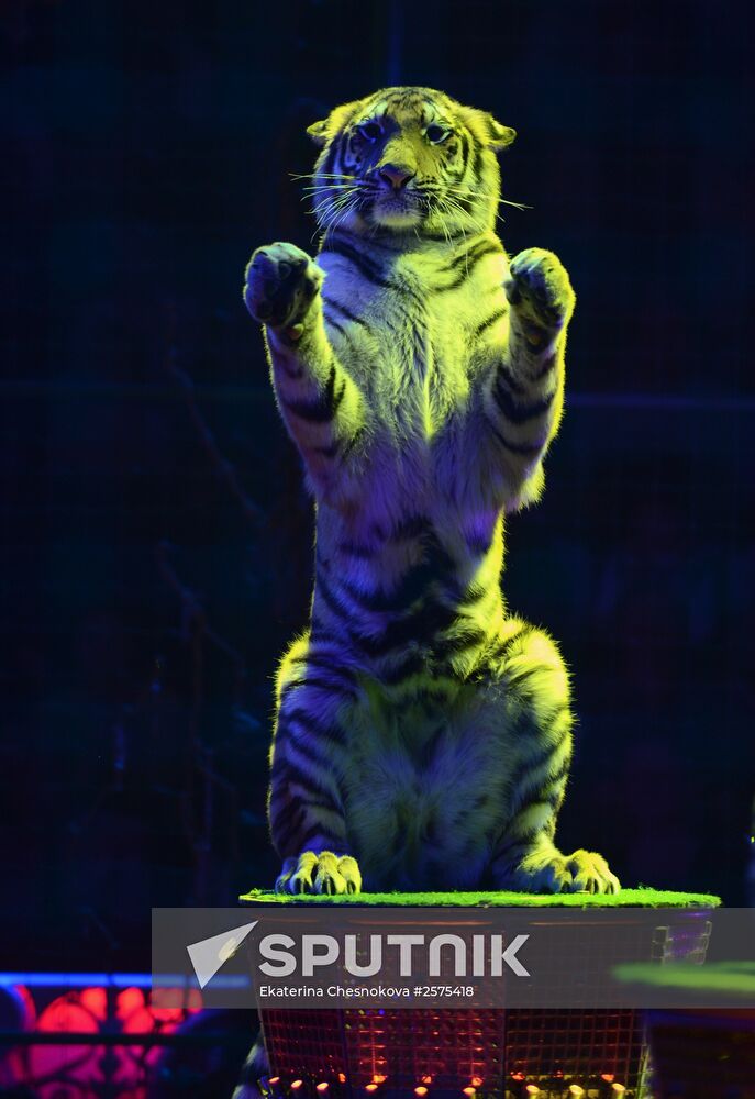 Dress rehearsal of the show "Royal Circus"