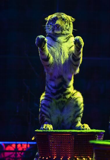 Dress rehearsal of the show "Royal Circus"
