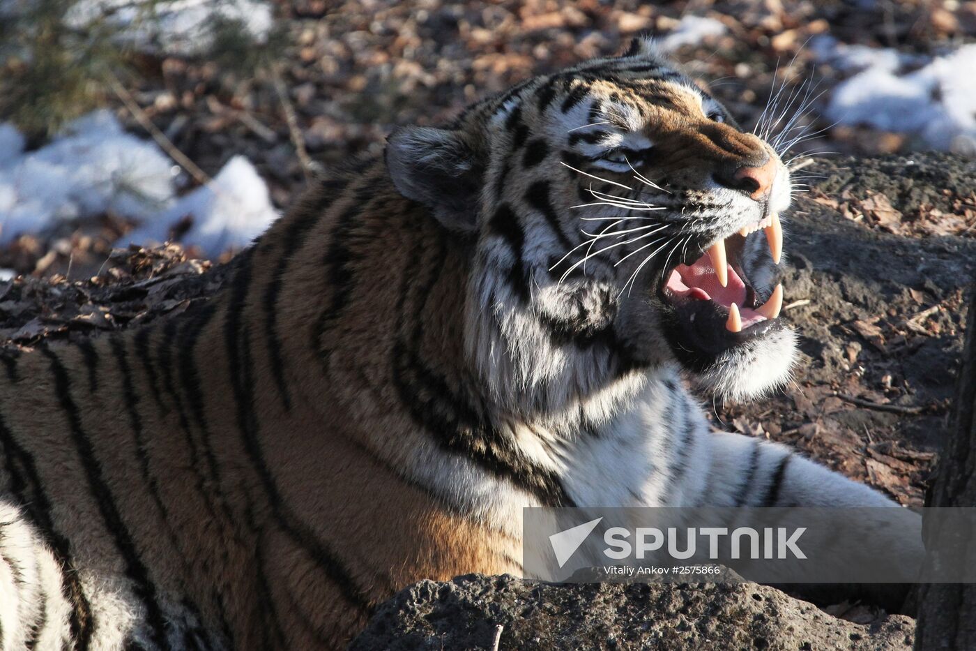 Amur tigers in Safari Park, Primorsky Territory