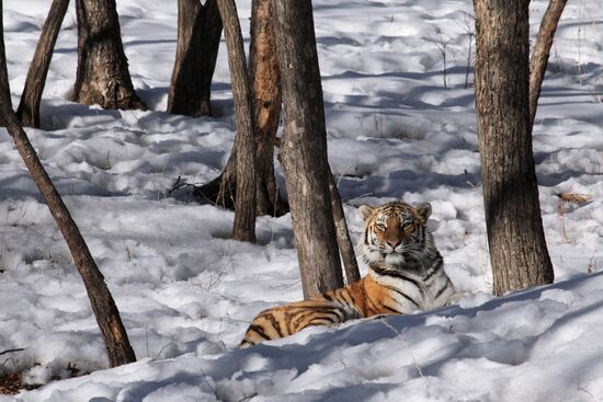 Amur tigers in Safari Park, Primorsky Territory