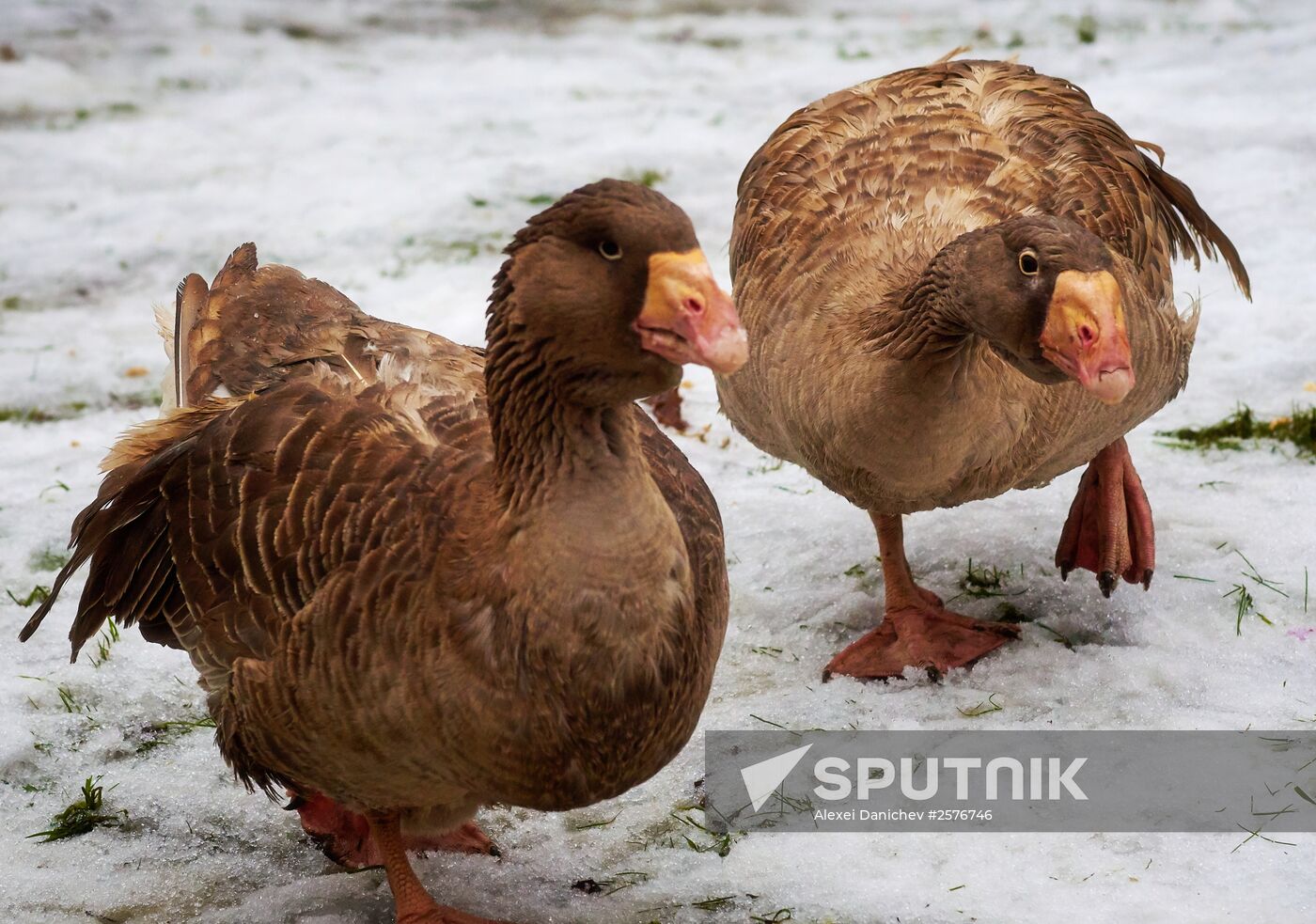 Maslenitsa Festival in St. Petersburg