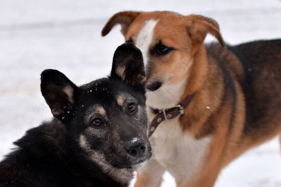 Dogs on a street in Vetluga