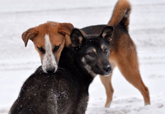 Dogs on a street in Vetluga