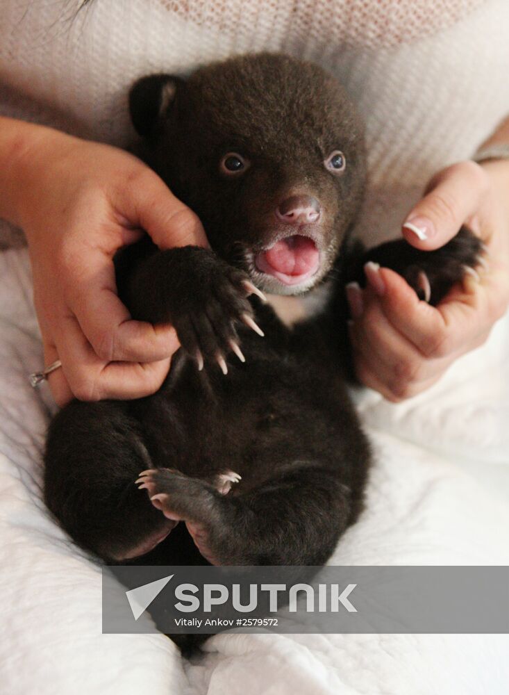 Bear foundling at the Vladivostok Circus