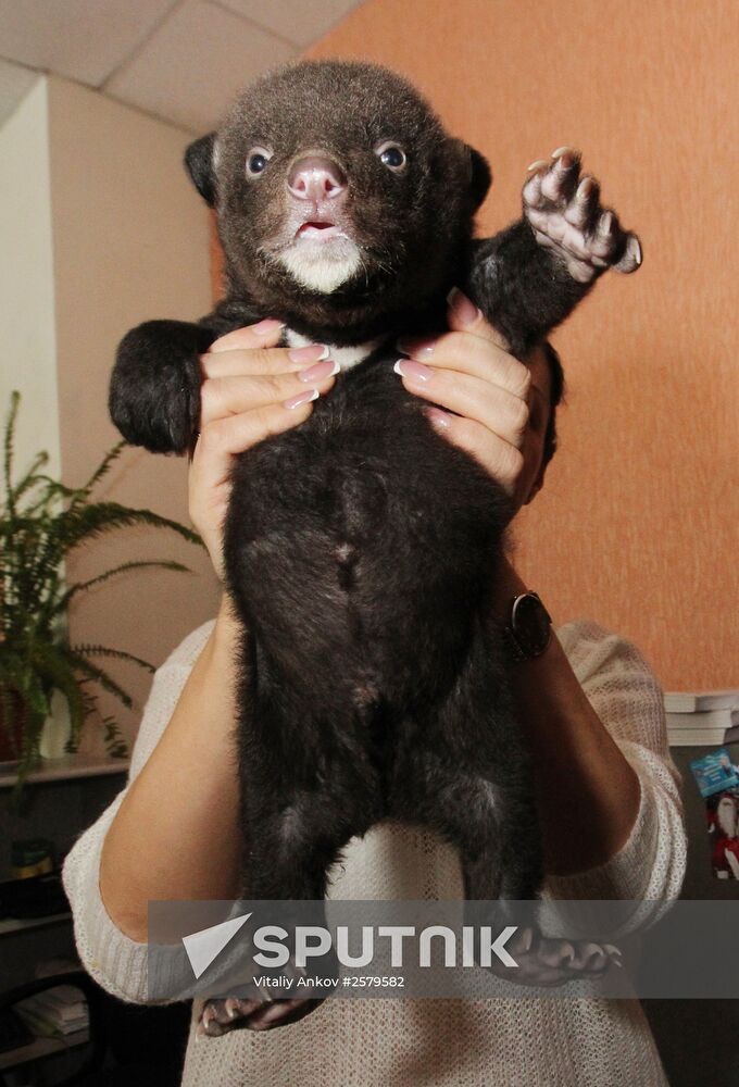 Bear foundling at the Vladivostok Circus
