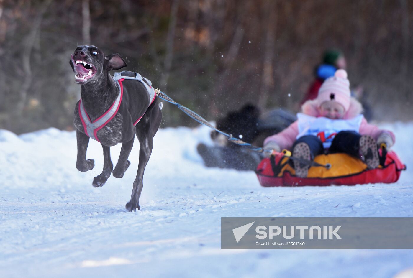 2nd Open Sled Dog Racing Championship of Sverdlovsk Region