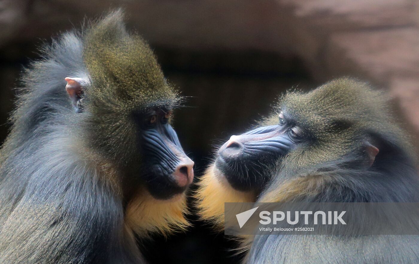 The Moscow Zoo