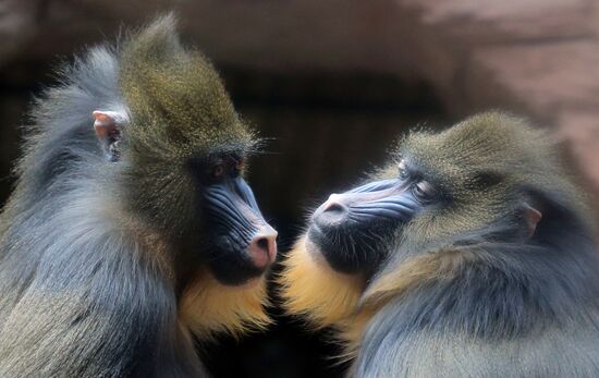 The Moscow Zoo