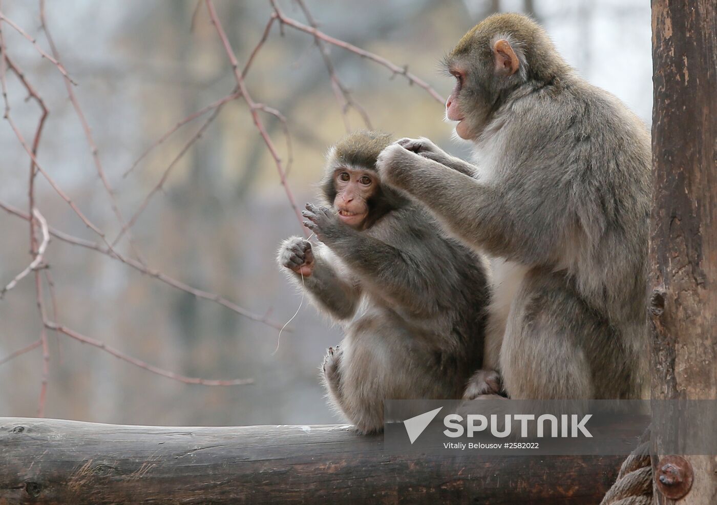The Moscow Zoo