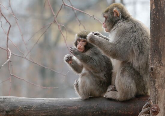 The Moscow Zoo