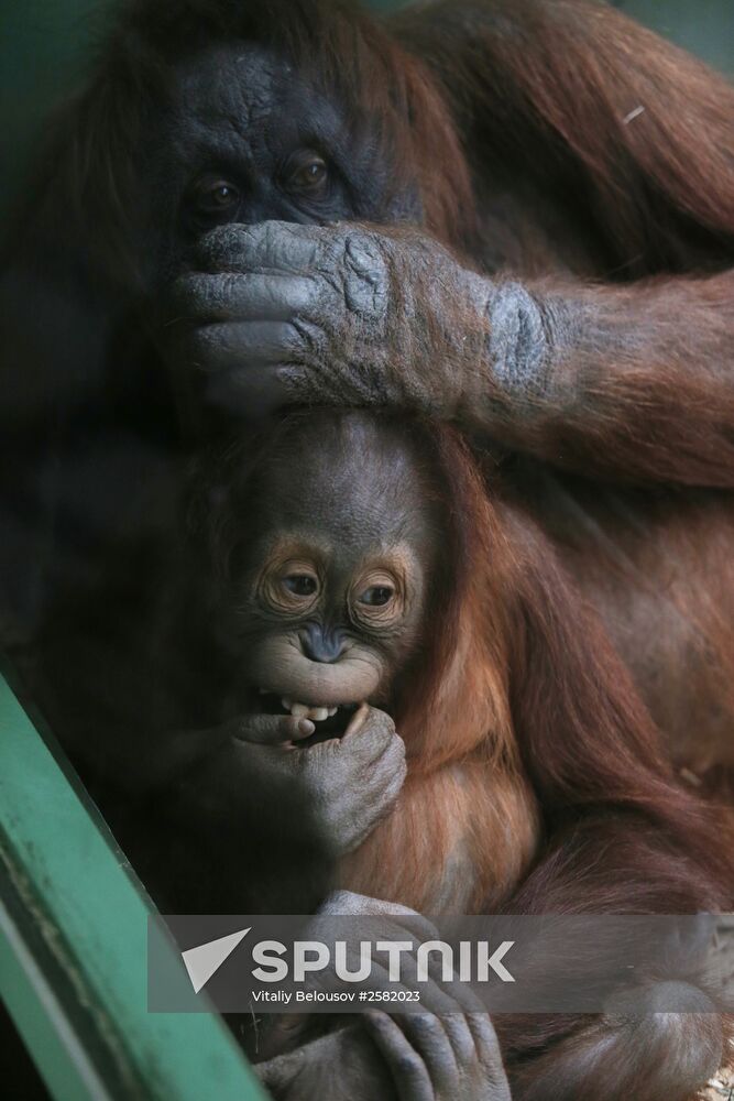 The Moscow Zoo