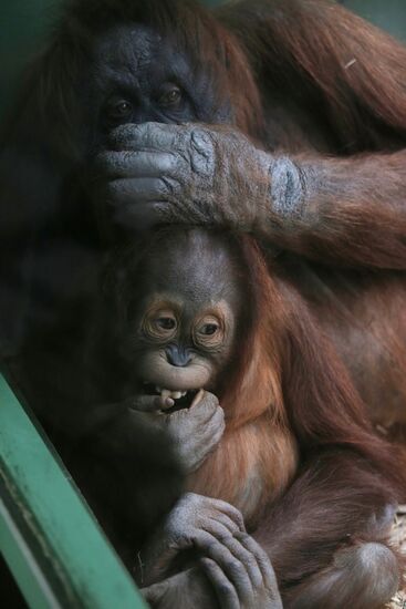 The Moscow Zoo