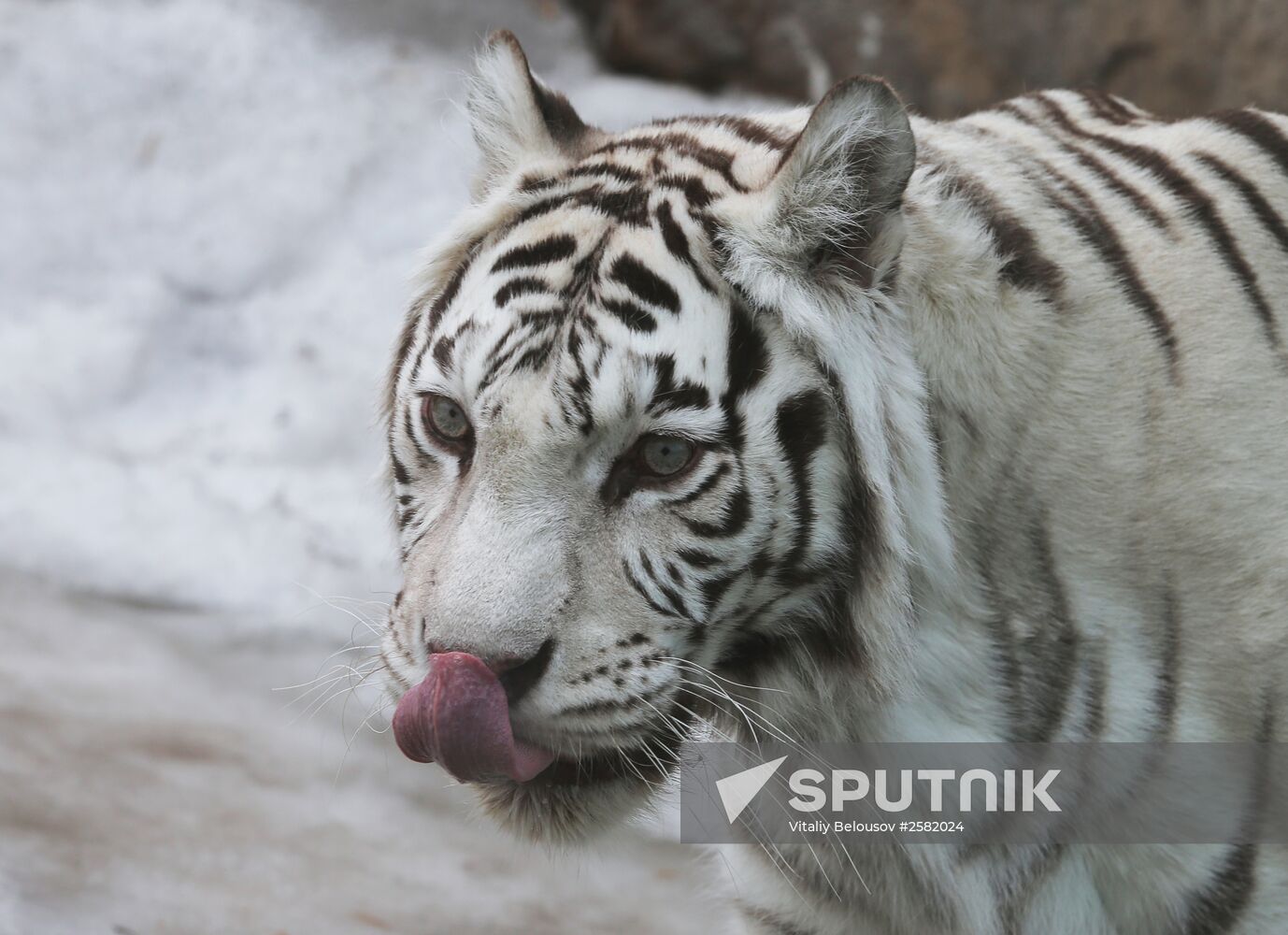 The Moscow Zoo