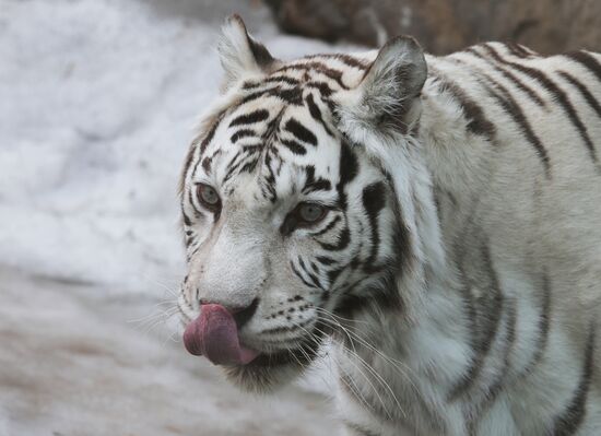 The Moscow Zoo
