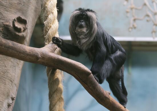 The Moscow Zoo