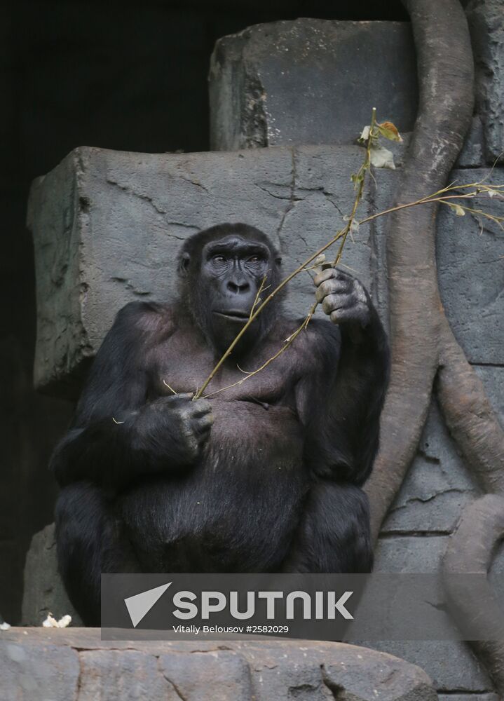 The Moscow Zoo