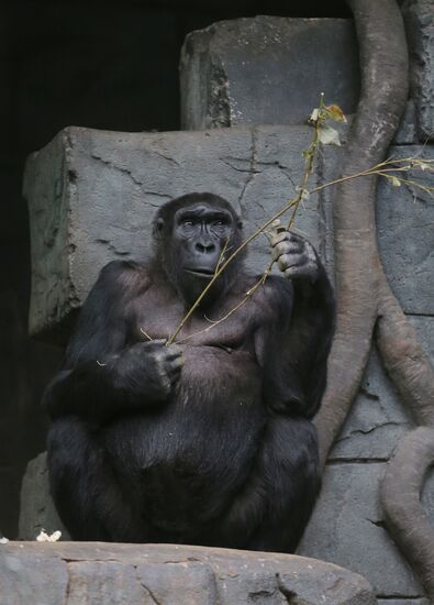 The Moscow Zoo