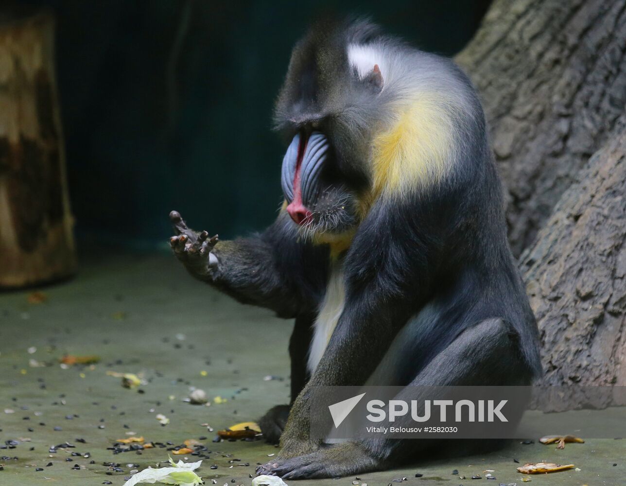 The Moscow Zoo