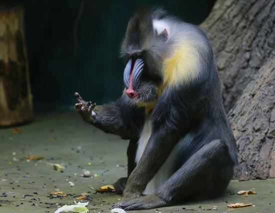 The Moscow Zoo