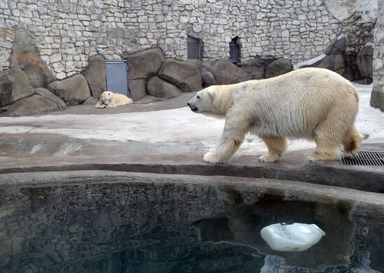The Moscow Zoo