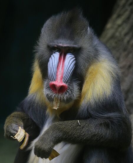 The Moscow Zoo