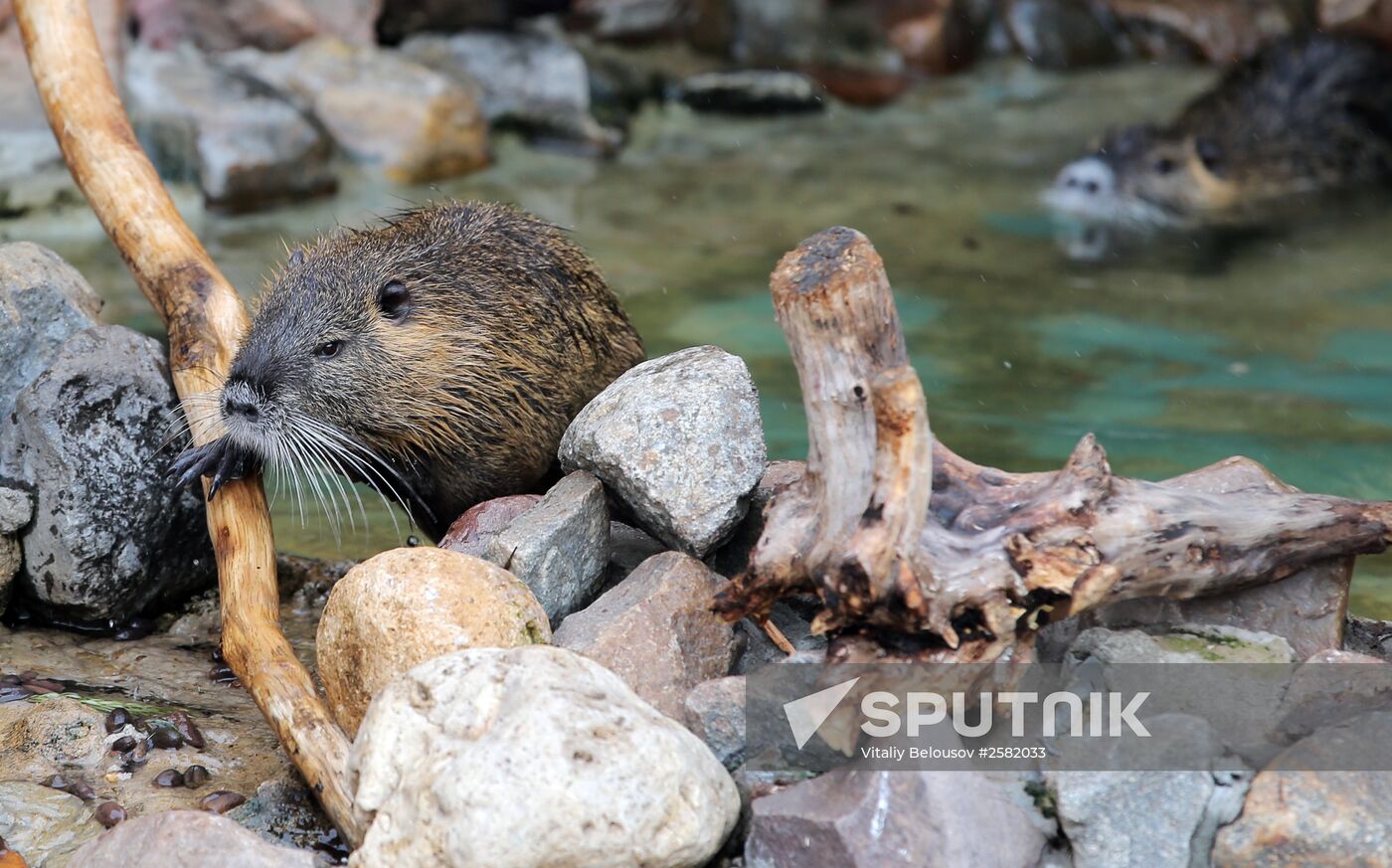 The Moscow Zoo