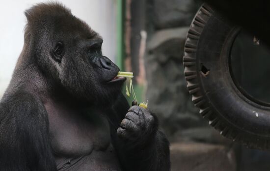 The Moscow Zoo