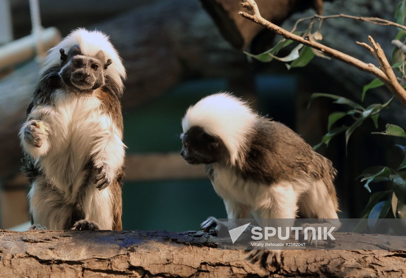 The Moscow Zoo