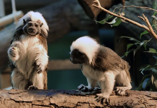 The Moscow Zoo