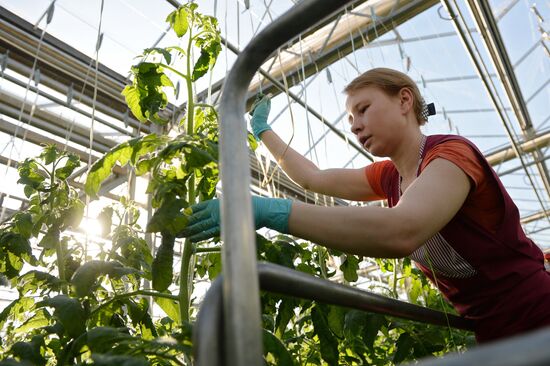 The Teplichnoye greenhouse facility in the Sverdlovsk Region