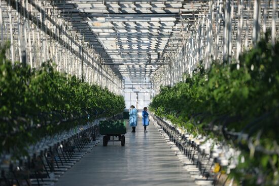 The Teplichnoye greenhouse facility in the Sverdlovsk Region
