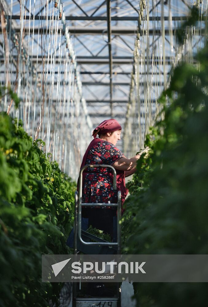 The Teplichnoye greenhouse facility in the Sverdlovsk Region
