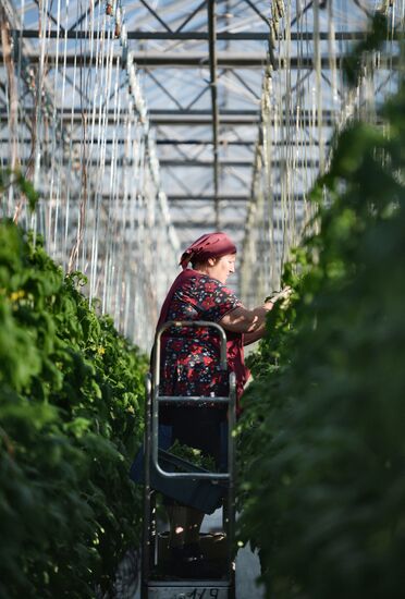 The Teplichnoye greenhouse facility in the Sverdlovsk Region