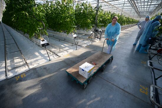 The Teplichnoye greenhouse facility in the Sverdlovsk Region