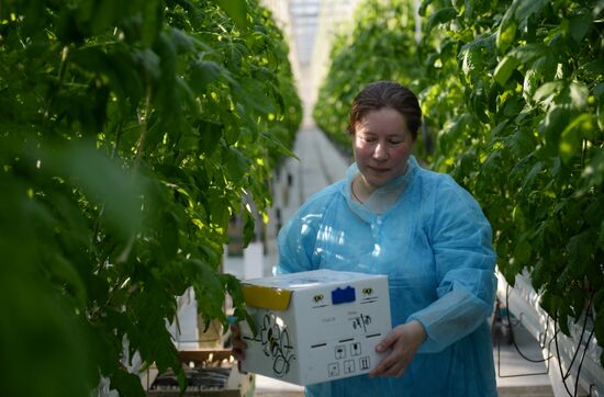 The Teplichnoye greenhouse facility in the Sverdlovsk Region