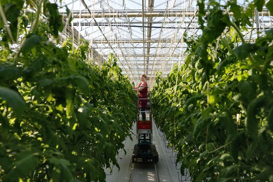 The Teplichnoye greenhouse facility in the Sverdlovsk Region