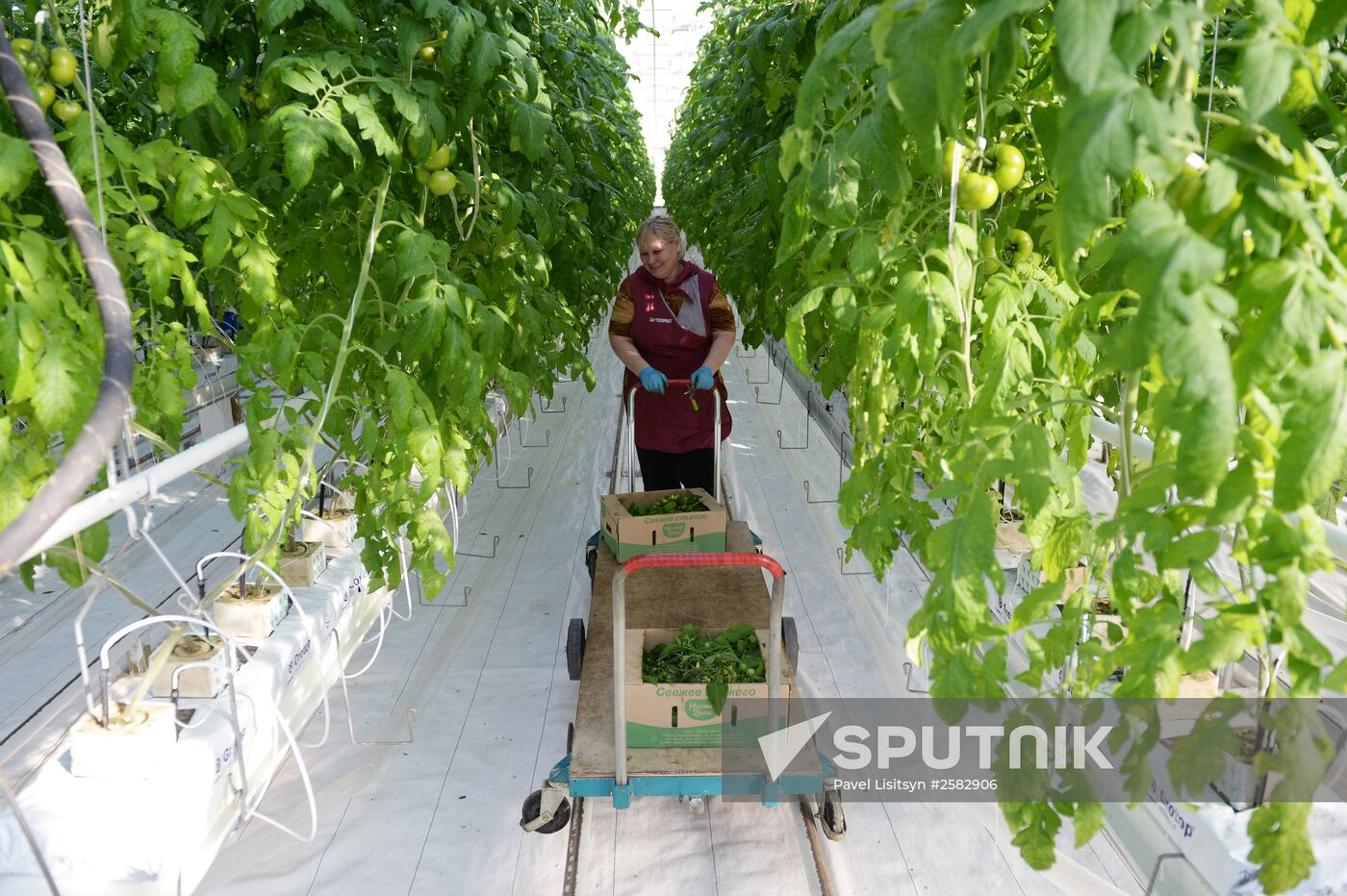 The Teplichnoye greenhouse facility in the Sverdlovsk Region