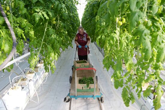 The Teplichnoye greenhouse facility in the Sverdlovsk Region