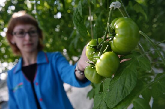 The Teplichnoye greenhouse facility in the Sverdlovsk Region