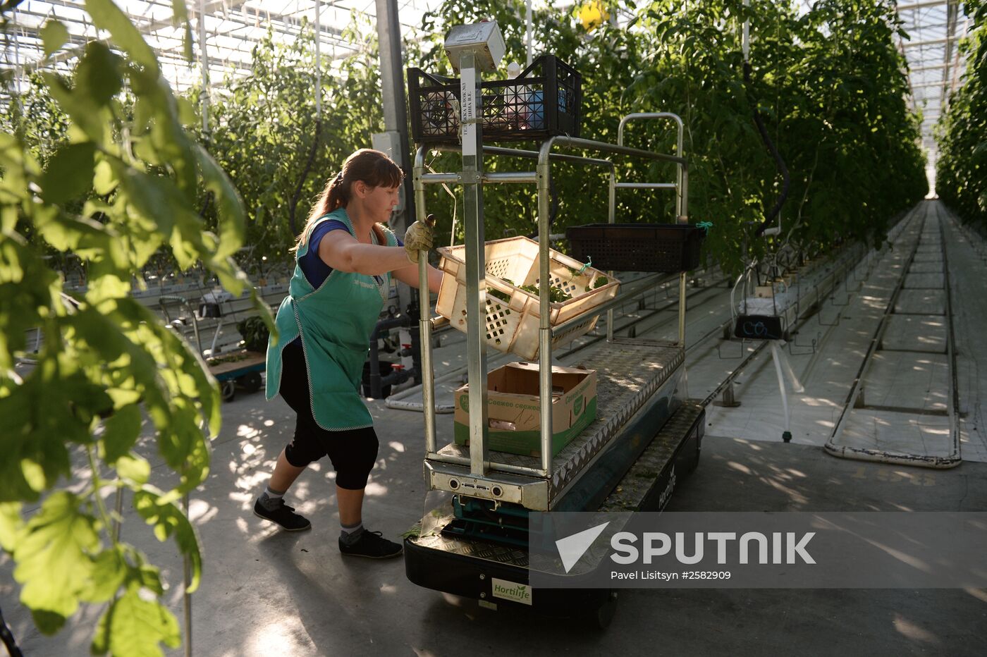The Teplichnoye greenhouse facility in the Sverdlovsk Region