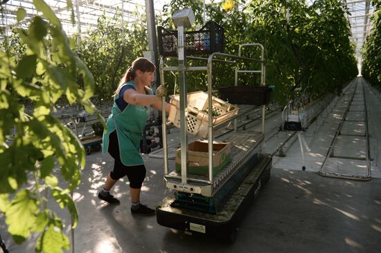 The Teplichnoye greenhouse facility in the Sverdlovsk Region