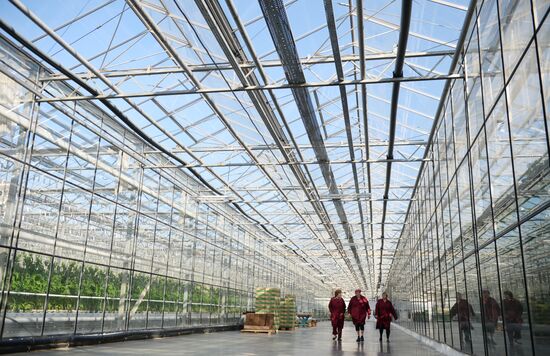 The Teplichnoye greenhouse facility in the Sverdlovsk Region