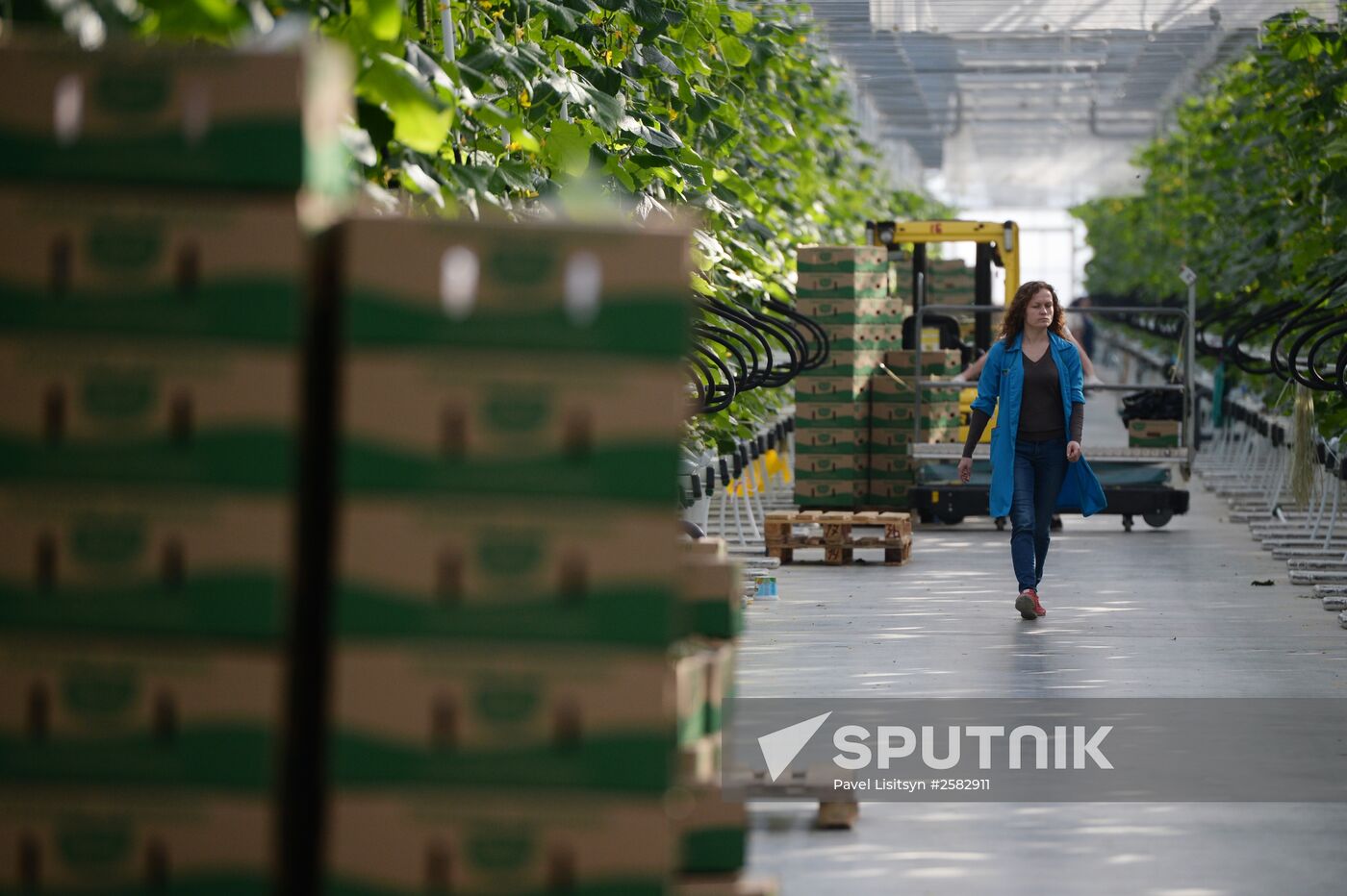 The Teplichnoye greenhouse facility in the Sverdlovsk Region