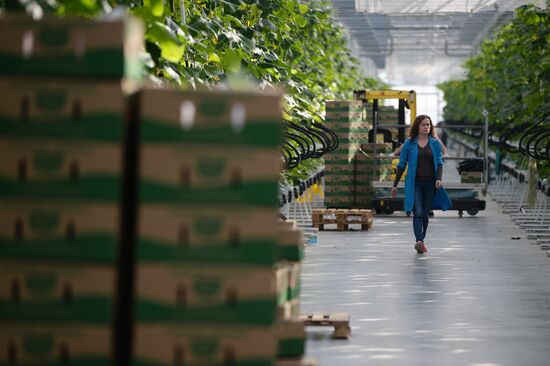 The Teplichnoye greenhouse facility in the Sverdlovsk Region