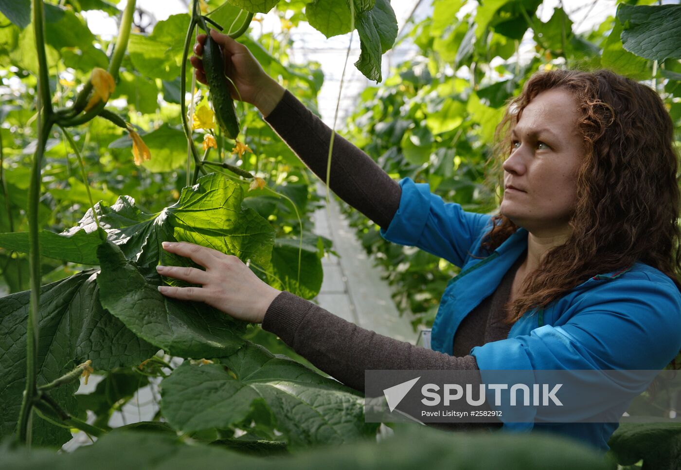 The Teplichnoye greenhouse facility in the Sverdlovsk Region
