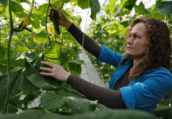 The Teplichnoye greenhouse facility in the Sverdlovsk Region