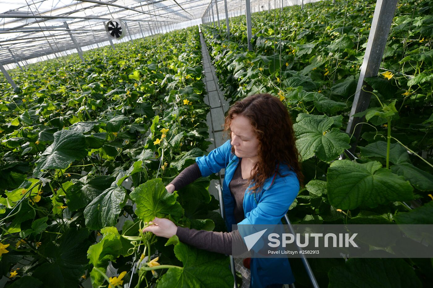 The Teplichnoye greenhouse facility in the Sverdlovsk Region