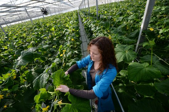 The Teplichnoye greenhouse facility in the Sverdlovsk Region