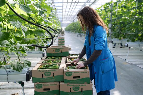 The Teplichnoye greenhouse facility in the Sverdlovsk Region