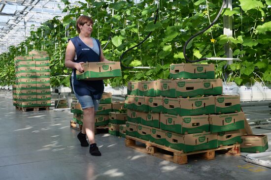 The Teplichnoye greenhouse facility in the Sverdlovsk Region